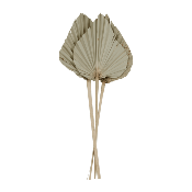 4 Feuilles de Palmiers Naturels en forme de Lance H.55-60 cm