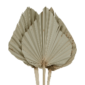 4 Feuilles de Palmiers Naturels en forme de Lance H.55-60 cm